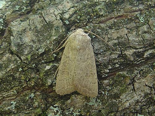 Hoplodrina ambigua
