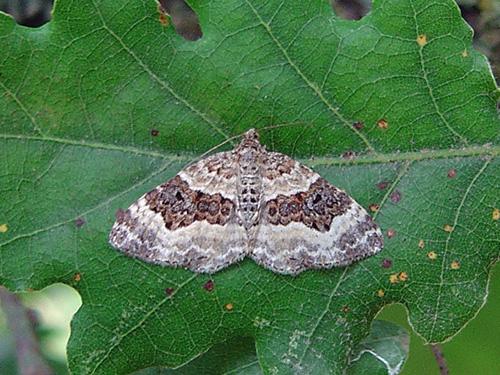 Epirrhoe alternata