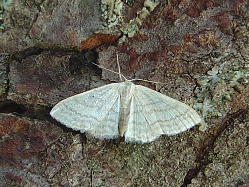 Réf. 27 076 : Idaea subsericeata