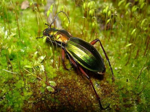 Réf. 27 949 : Carabus auronitens
