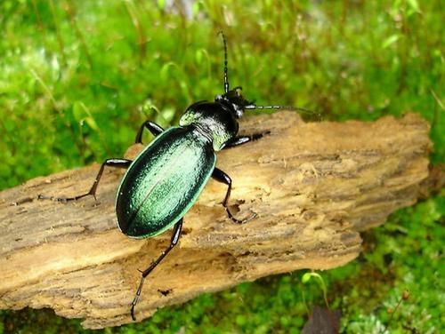 Carabus nemoralis