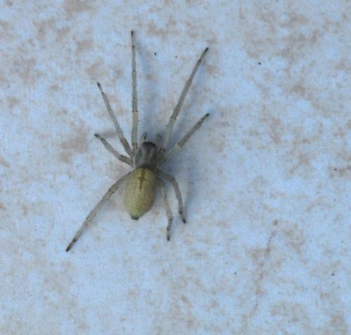 Réf. 27 216 : Cheiracanthium mildei