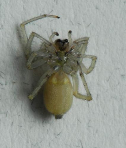 Cheiracanthium sp.