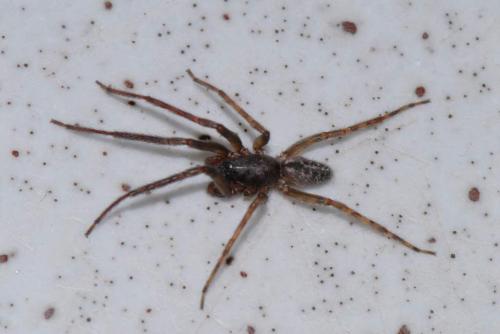 Réf. 27 435 : Segestria bavarica