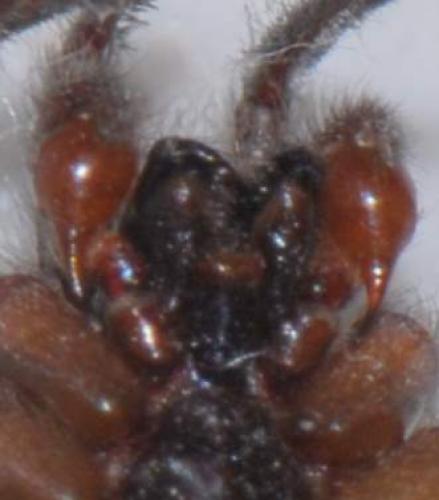 Segestria bavarica