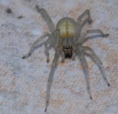 Réf. 27 218 : Cheiracanthium mildei