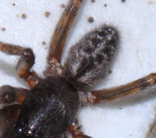 Segestria bavarica