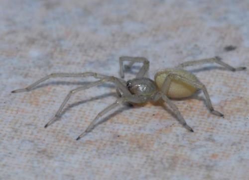 Réf. 27 217 : Cheiracanthium mildei