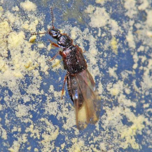 Réf. 27 929 : Omalium rivulare