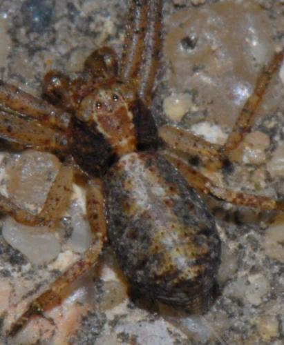 Réf. 27 700 : Tmarus piger