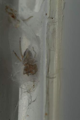 Clubiona corticalis