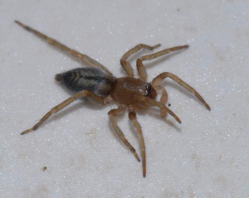 Réf. 27 312 : Clubiona corticalis