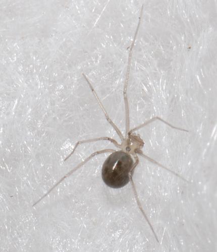 Réf. 27 969 : Psilochorus simoni