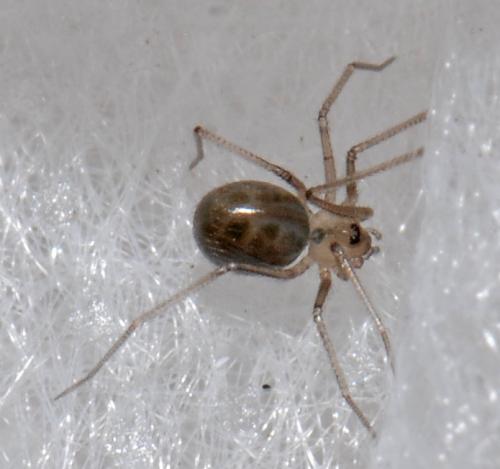 Réf. 27 970 : Psilochorus simoni