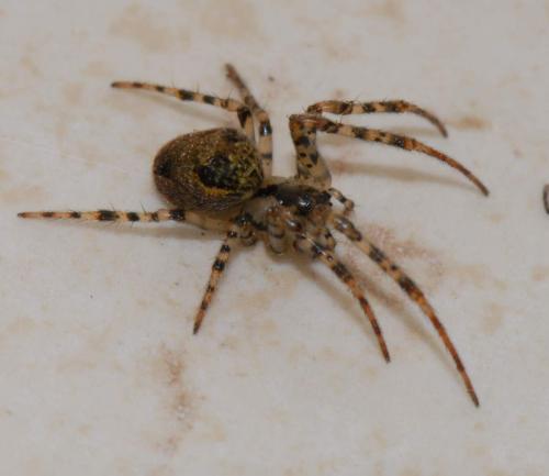 Réf. 27 003 : Metellina merianae