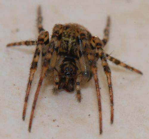 Réf. 27 004 : Metellina merianae