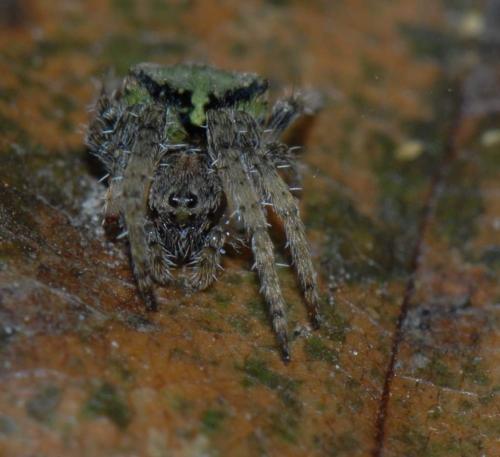 Gibbaranea gibbosa
