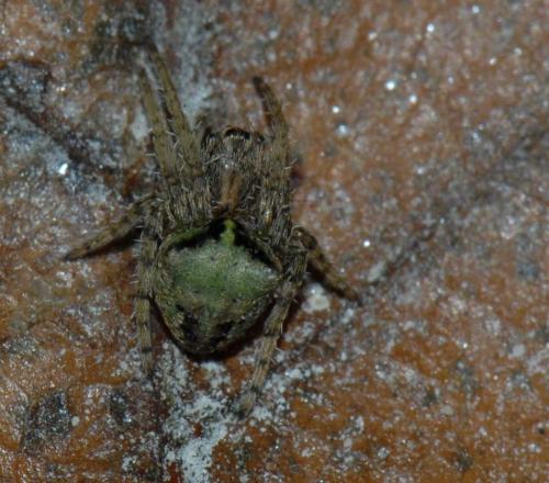 Réf. 27 392 : Gibbaranea gibbosa