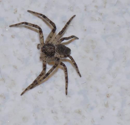 Philodromus sp.