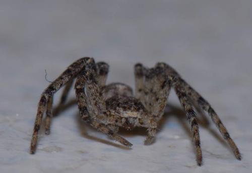 Philodromus sp.