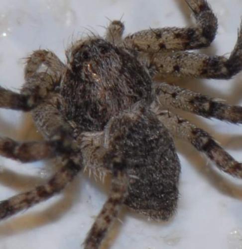 Philodromus sp.