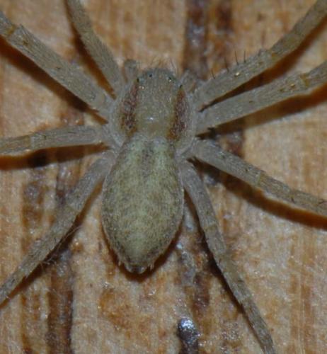 Philodromus sp.