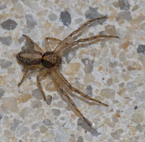 Réf. 27 687 : Tmarus piger