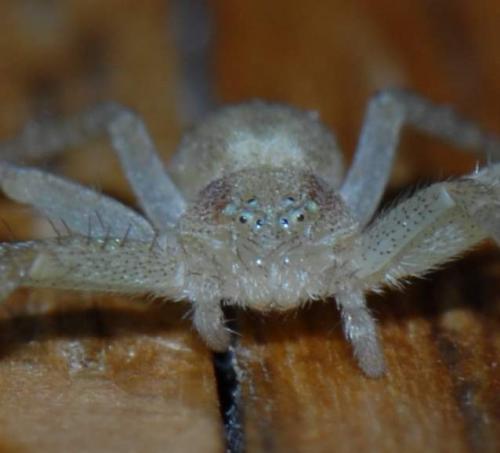 Philodromus sp.