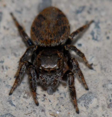 Evarcha falcata