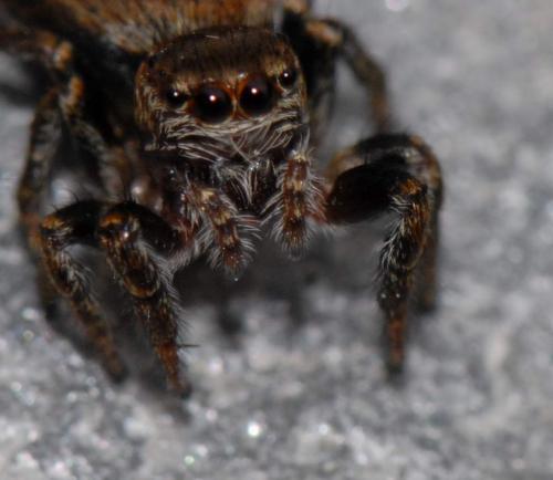 Evarcha falcata