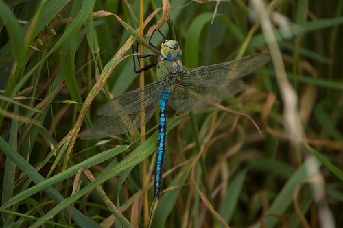 Réf. 27 069 : Anax imperator