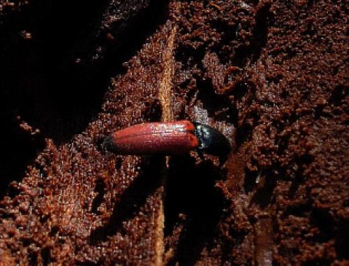 Ampedus sp.
