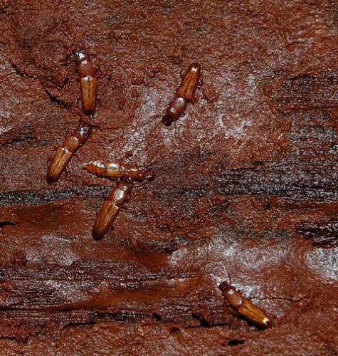 Réf. 27 766 : Prostomis mandibularis