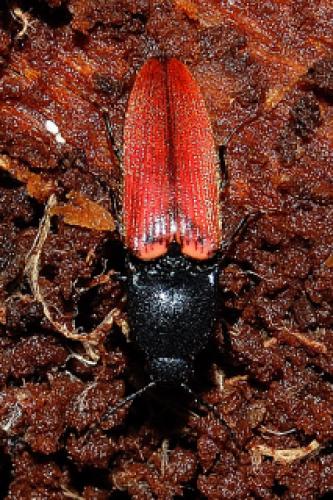Réf. 27 759 : Ampedus sp.