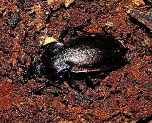 Carabus nemoralis