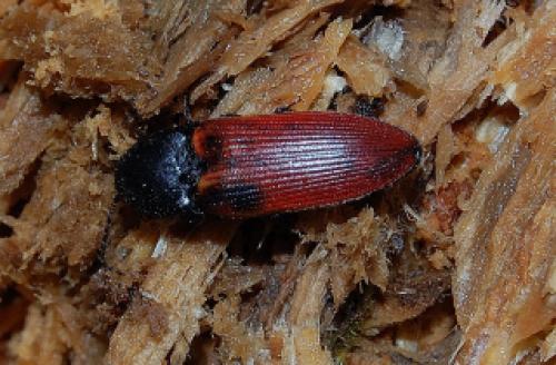 Ampedus sp.