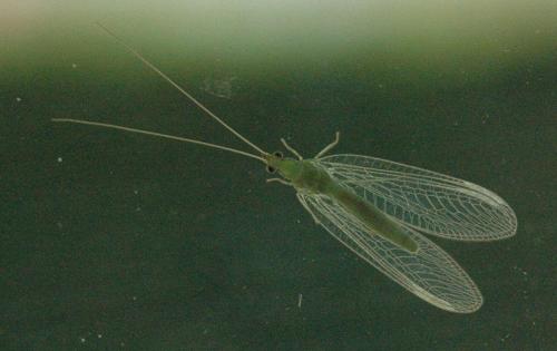 Chrysopa sp.