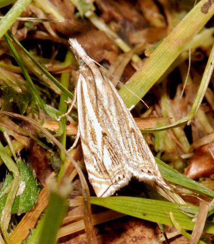 Réf. 27 980 : Crambus lathoniellus