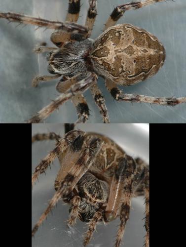 Réf. 27 092 : Larinioides sclopetarius