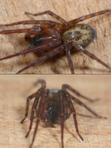 Réf. 27 233 : Amaurobius sp.