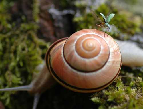 Polydrusus formosus