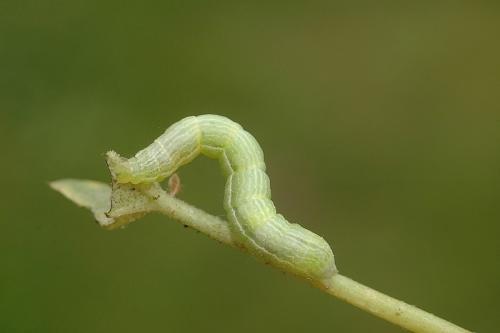 Réf. 27 192 : Chrysodeixis chalcites