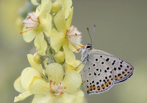 Lycaena tityrus