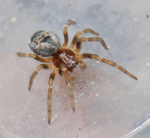 Dictyna sp.