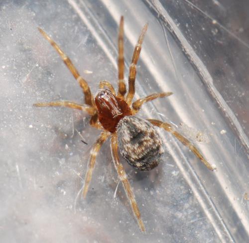 Dictyna sp.