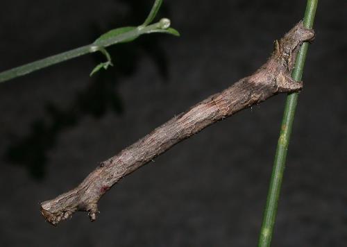 Réf. 27 783 : Crocallis elinguaria