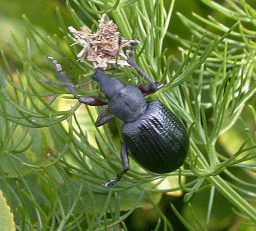 Liophloeus tessulatus