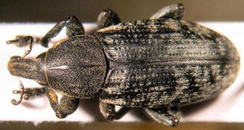 Réf. 27 231 : Pseudocleonus carinatus
