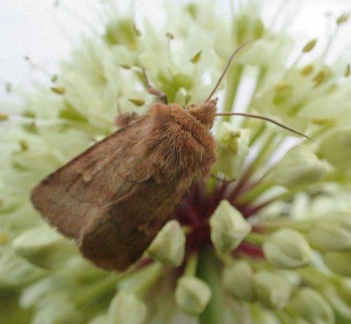 Lasionycta imbecilla