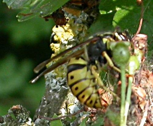 Vespula germanica